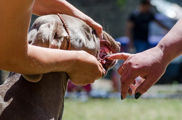 Checking the teeth of the dog at the exhibition.