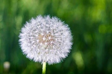 Dandelion on a blurred background of grass.