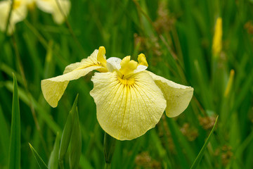 Yellow flowers fascinate. Iris pseudacorus