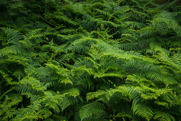 Fern leaves in the forest