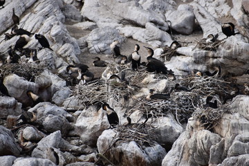 Landscape and beach in Betty´s Bay with cute Jackass penguins near Cape Town, South Africa