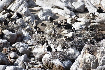 Landscape and beach in Betty´s Bay with cute Jackass penguins near Cape Town, South Africa