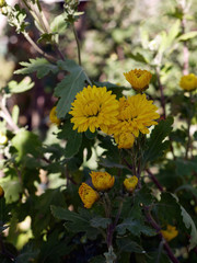 yellow flowers