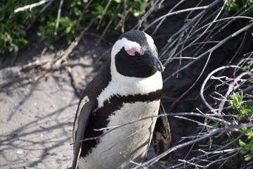 Closeup of a cute Jackass Penguin on the beach in Betty´s Bay near Cape Town in South Africa