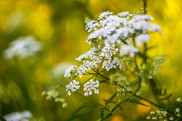white field flower on blurred yellow background