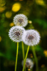 white fluffy dandelions on blurred background