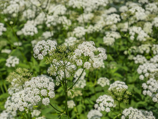 Schafgarbe, Achillea millefolium © Animaflora PicsStock