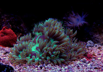 Fototapeta na wymiar LPS Elegance coral in reef aquarium (Catalaphyllia Jardinei) 