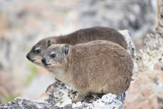 Closeup of  two fluffy dassies on the beach in Hermanus in South Africa