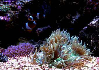 LPS Elegance coral in reef aquarium (Catalaphyllia Jardinei) 