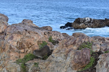 Fototapeta na wymiar Beautiful beach in Hermanus with a cute dassie sitting on a rock in South Africa