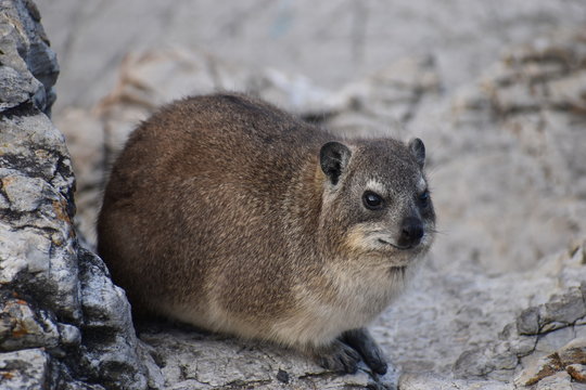 Closeup of a fluffy dassie on the beach in Hermanus in South Africa