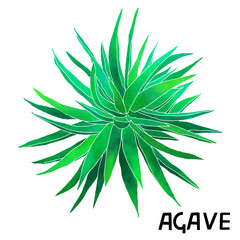 Fototapeta na wymiar Agave cactus watercolor