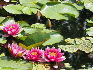 frostharte rotblühende Seerose - red-flowered hardy water lily