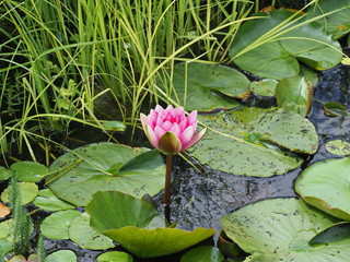 frostharte rotblühende Seerose - red-flowered hardy water lily