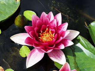 frostharte rotblühende Seerose - red-flowered hardy water lily