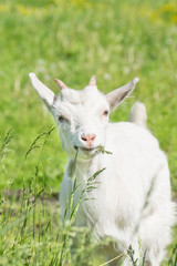 Obraz premium Goat on the grass