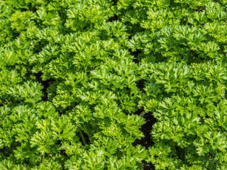 Petroselinum crispum