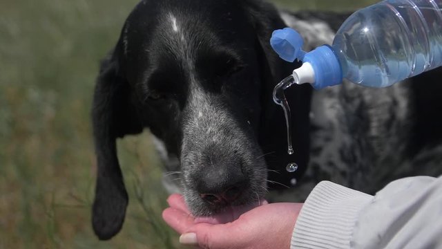 a hunting dog drinks water from the palm of a person