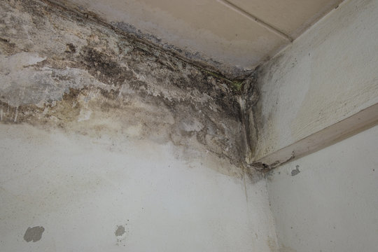 The damage from water   leaks causing mold growth on the interior walls of a home.