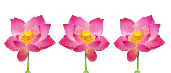 Lotus on white background