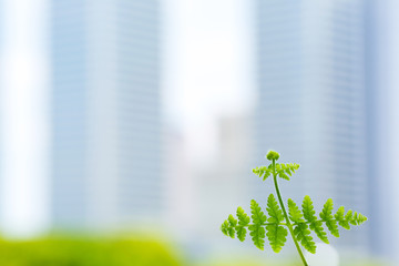 高層ビルと新緑のツタ