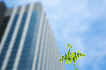 高層ビルと新緑のツタ