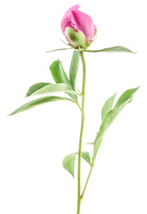 Peony bud isolated on white