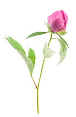 Peony bud isolated on white