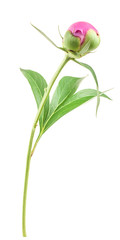 Peony bud isolated on white