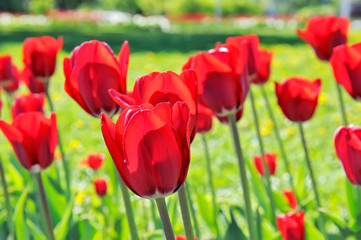 Lot of red tulips in the flower-bed
