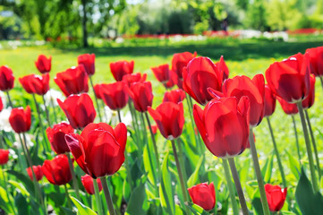 Lot of red tulips in the flower-bed
