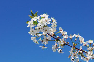 White flowers of cherry on a branch against blue sky