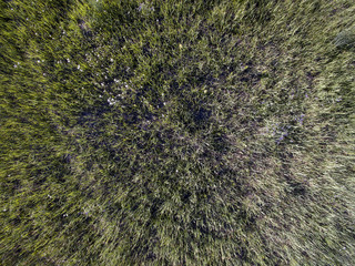 wild field, aerial view