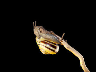 striped forest snail, Cepaea nemoralis sits on the branch
