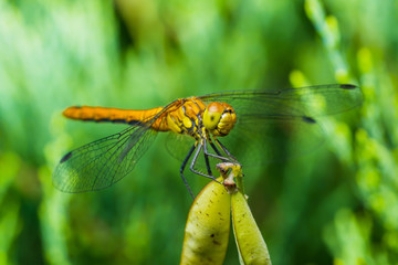 Dragonfly Insect Sitting on Plant Macro Portrait on Green Background