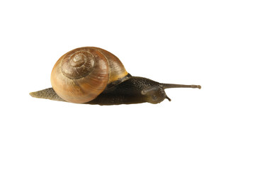 forest snail, Cepaea nemoralis on a white background
