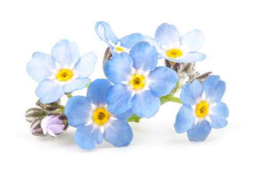 Spring blue forget-me-nots flowers, closeup, Isolated on white background