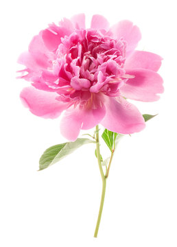 Fototapeta Peony flower isolated on white