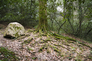 the massive roots of the tree