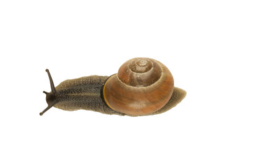 forest snail, Cepaea nemoralis on a white background