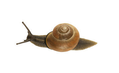 forest snail, Cepaea nemoralis on a white background