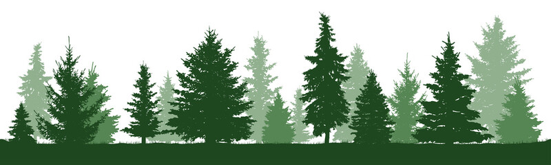 Coniferous forest, vector silhouette. Trees pine, fir, spruce, christmas tree. Isolated trees on a white background - obrazy, fototapety, plakaty