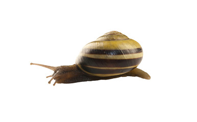 forest snail, Cepaea nemoralis on a white background