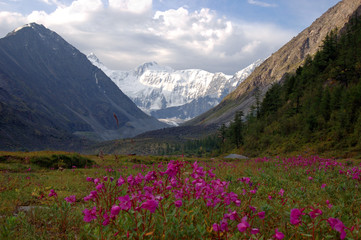 Plakat Flowering Ak-Kem valley. Altai, Russia