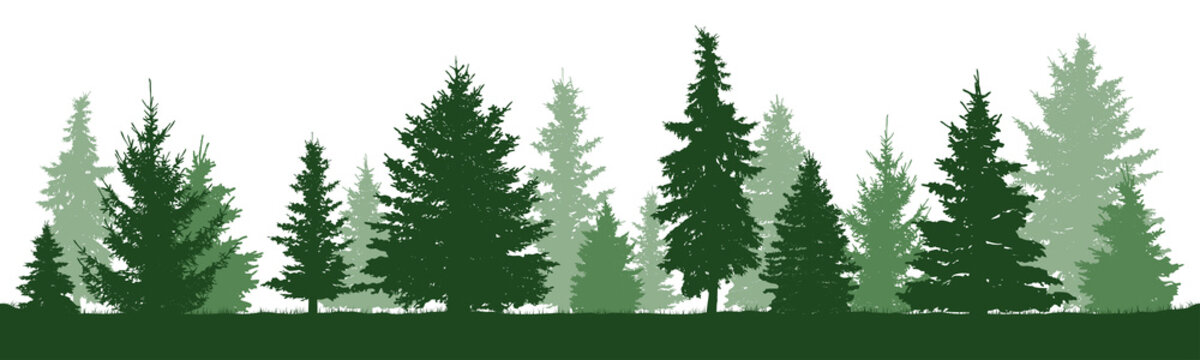Coniferous forest, vector silhouette. Trees pine, fir, spruce, christmas tree. Isolated trees on a white background