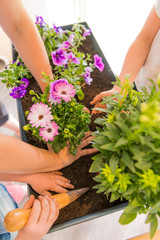 Hands of mother and daughters plant flowers in a bed.