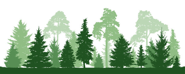 Trees pine, fir, spruce, christmas tree. Coniferous forest, vector silhouette - obrazy, fototapety, plakaty