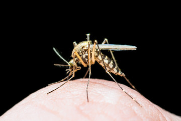 Yellow Fever, Malaria or Zika Virus Infected Mosquito Insect Bite Isolated on Black