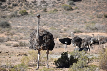 Beautiful big ostriches on a farm in Oudtshoorn, Little Karoo, in South Africa